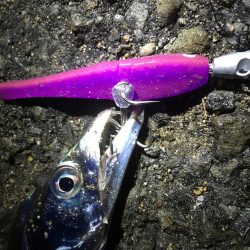 深夜の太刀魚釣り